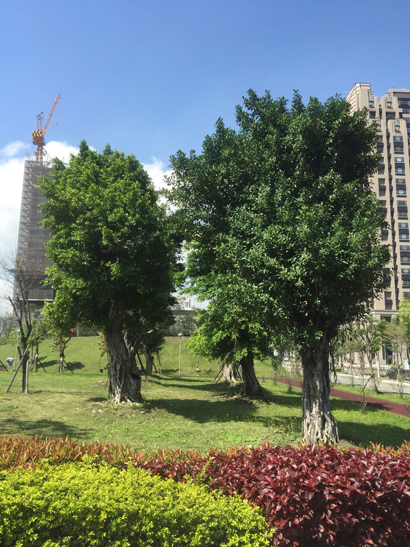 新莊中山路移植至新莊昌平公園(共3張)